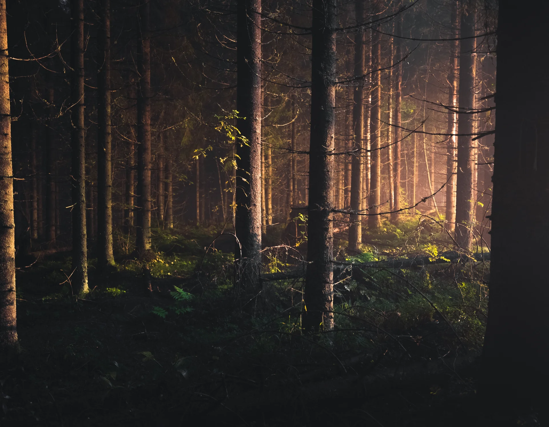 Entschleunigen und genießen in diesem Hotel nahe Bruneck Dunkler Wald mit Sonnenlicht, das durch die Bäume scheint